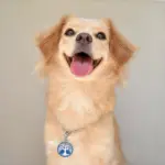 Tag de Identificação Árvore da Vida - Imagem 3