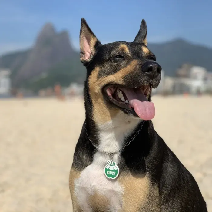 Tag de Identificação Coco - Imagem 3