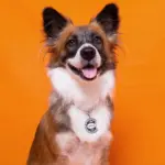 Tag de Identificação Biscoito - Imagem 3