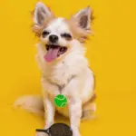 Tag de Identificação Bola de Tênis - Imagem 3