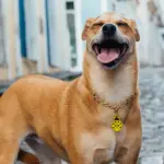 Tag de Identificação Joaninha - Imagem 3