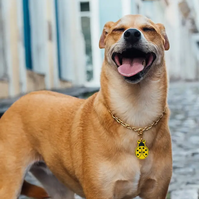 Tag de Identificação Joaninha - Imagem 3