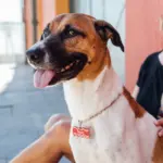 Tag de Identificação Bacon - Imagem 3