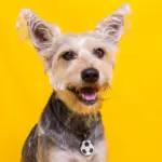 Tag de Identificação Bola de Futebol - Imagem 3