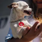 Tag de Identificação Donut - Imagem 3