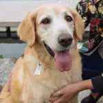 Tag de Identificação Lhama - Imagem 3