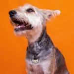 Tag de Identificação Pudim - Imagem 3