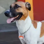Tag de Identificação Sushi - Imagem 3