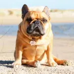 Tag de Identificação Piggy - Imagem 3