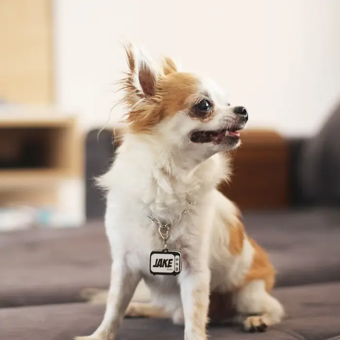 Tag de Identificação TV Dog - Imagem 3