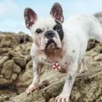 Tag de Identificação Boia - Imagem 3