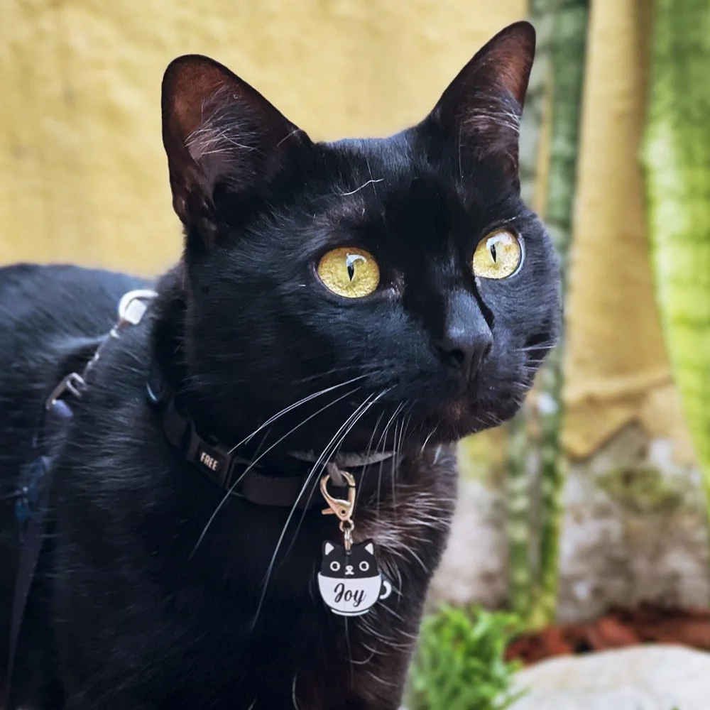 tag_canecat_p3 Tag de Identificação Canecat - Imagem 3