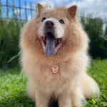 Tag de Identificação Chow-Chow - Imagem 3