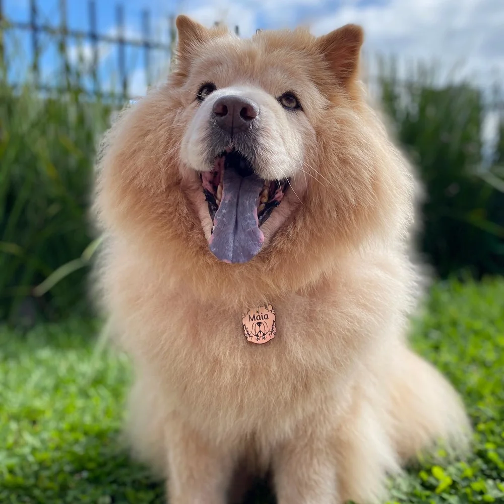 tag_chow_p3 Tag de Identificação Chow-Chow - Imagem 3