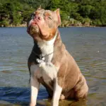 Tag de Identificação Foca - Imagem 3