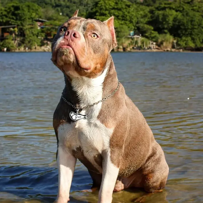 Tag de Identificação Foca - Imagem 3