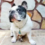 Tag de Identificação Foguete - Imagem 3