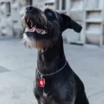 Tag de Identificação Ovídeo - Imagem 3