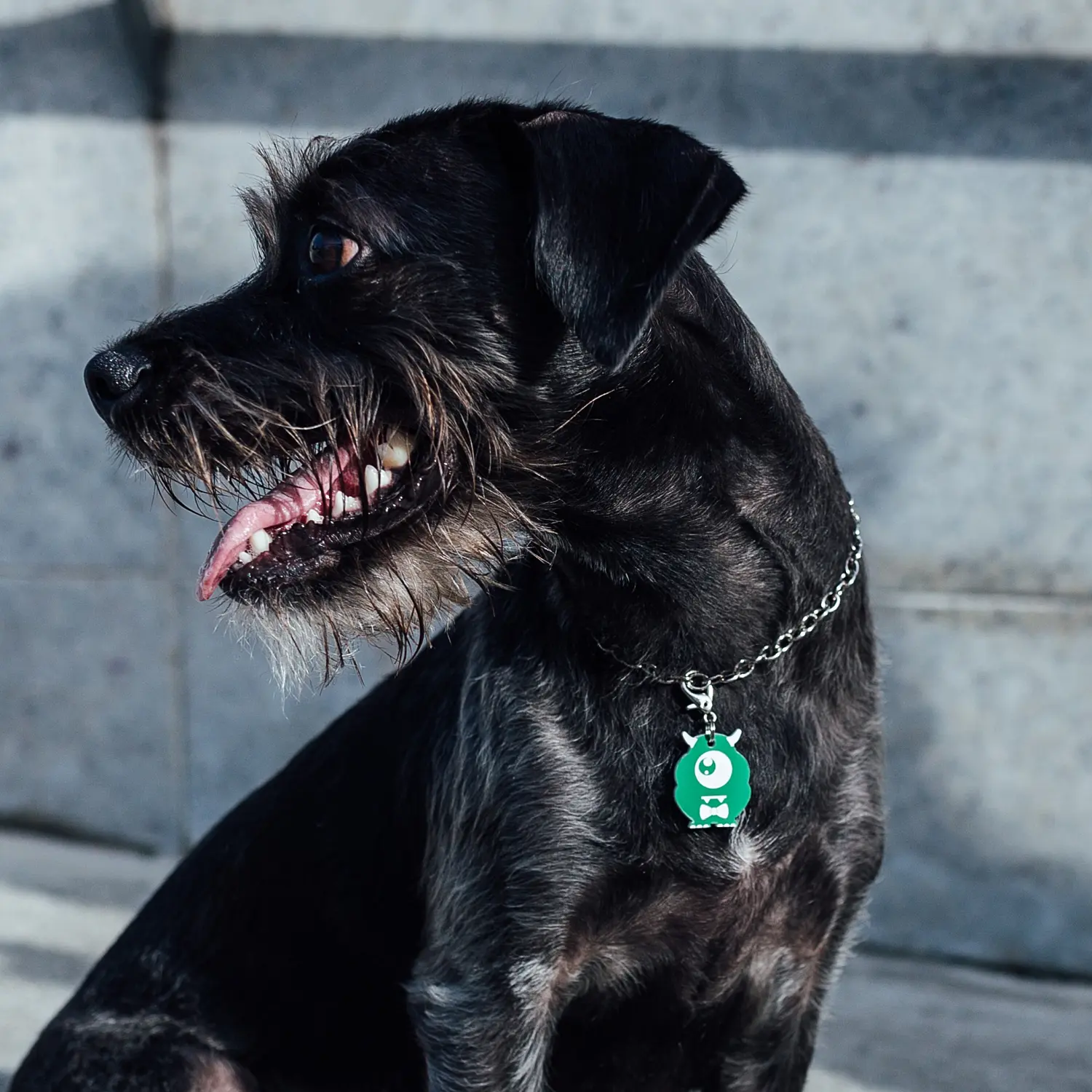 tag_identificacao_dog-vibe-rodolfo_p3.webp Tag de Identificação Rodolfo - Imagem 3