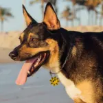 Tag de Identificação Verão - Imagem 3
