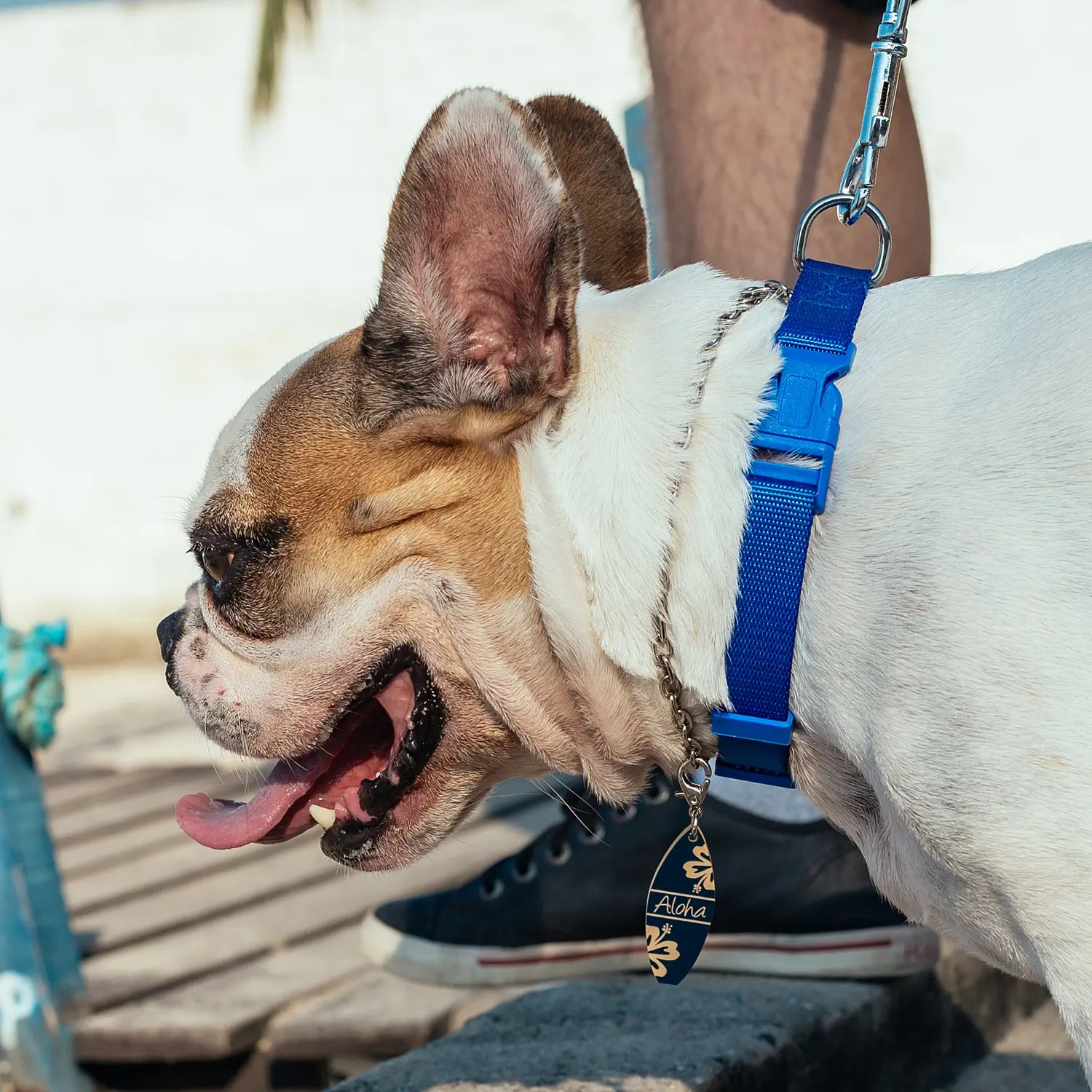 tag_identificacao_dog_vibe-aloha_p3.webp Tag de Identificação Aloha - Imagem 3