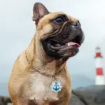 Tag de Identificação Âncora - Imagem 3