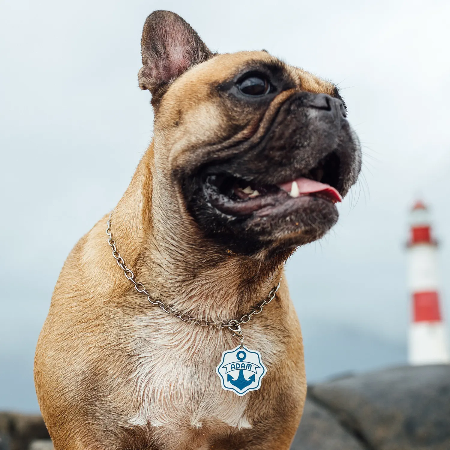 Tag de Identificação com QR Code Âncora - Petscan - Imagem 3