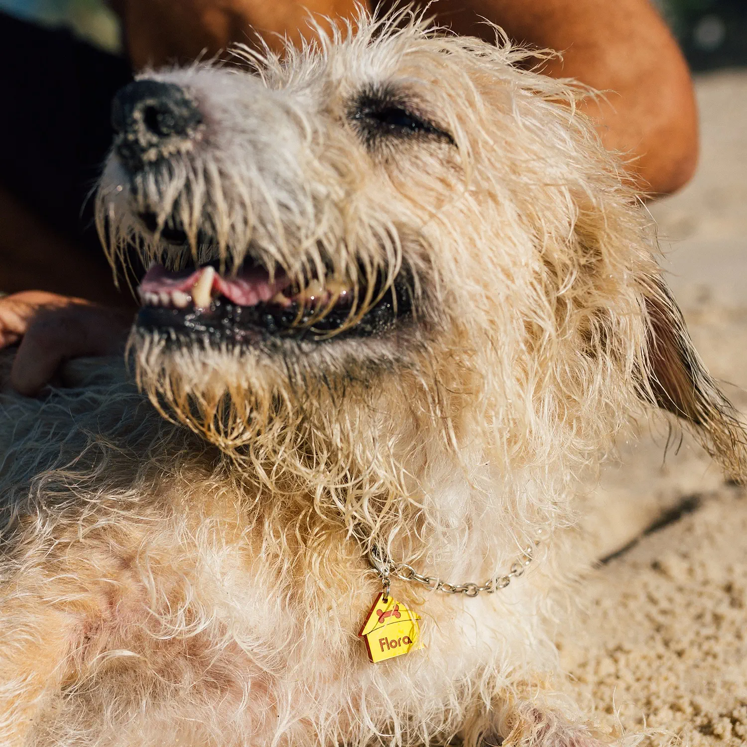 Tag de Identificação com QR Code Casinha - Petscan - Imagem 3