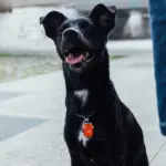Tag de Identificação Dudu - Imagem 3