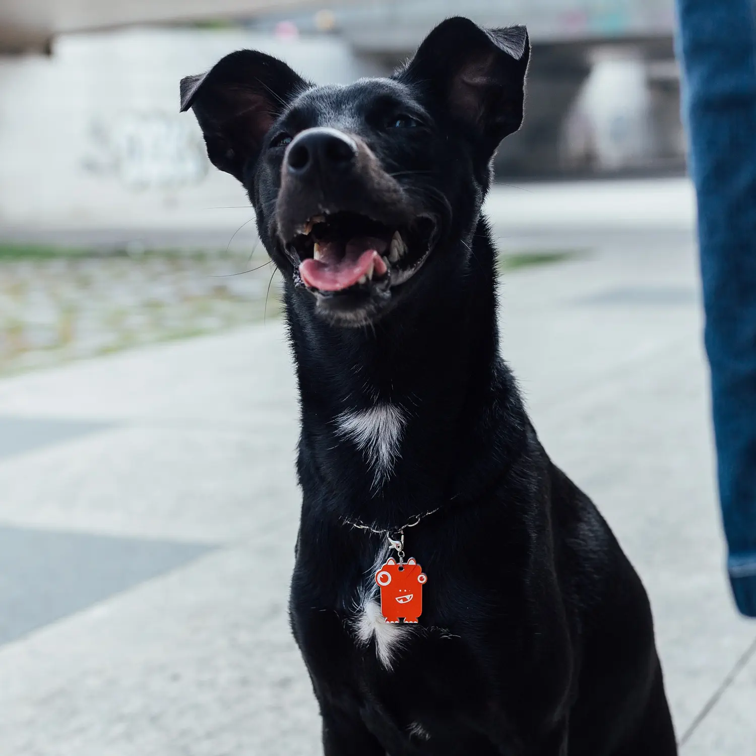tag_identificacao_dog_vibe-dudu_p3.webp Tag de Identificação Dudu - Imagem 3