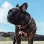 Tag de Identificação Estrela do Mar - Imagem 3