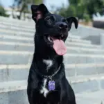Tag de Identificação Felisbela - Imagem 3