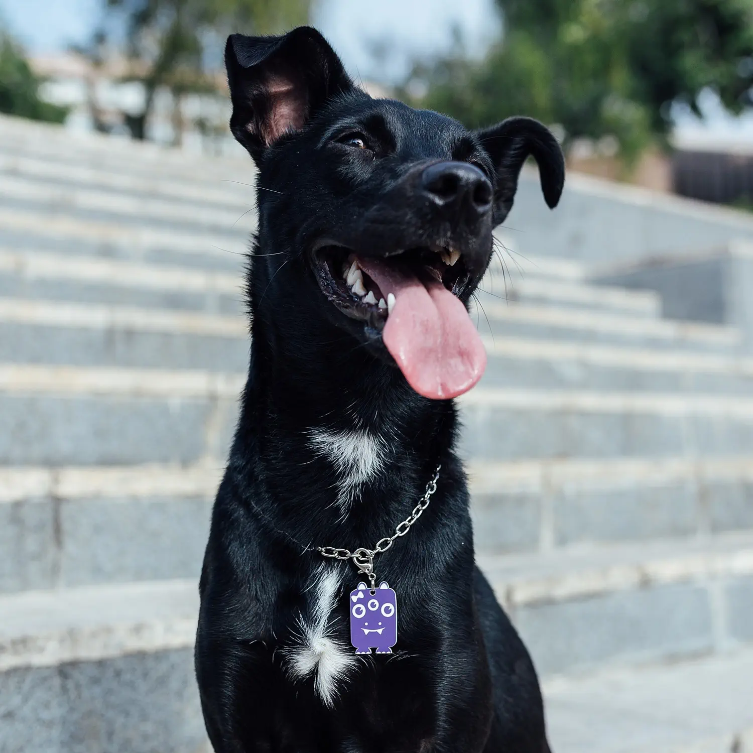 tag_identificacao_dog_vibe-felisbela_p3.webp Tag de Identificação Felisbela - Imagem 3