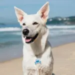 Tag de Identificação Fusca - Imagem 3
