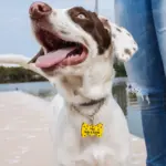 Tag de Identificação Gravata Borboleta - Imagem 3