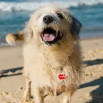 Tag de Identificação Maçã - Imagem 3