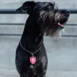 Tag de Identificação Ninoca - Imagem 3