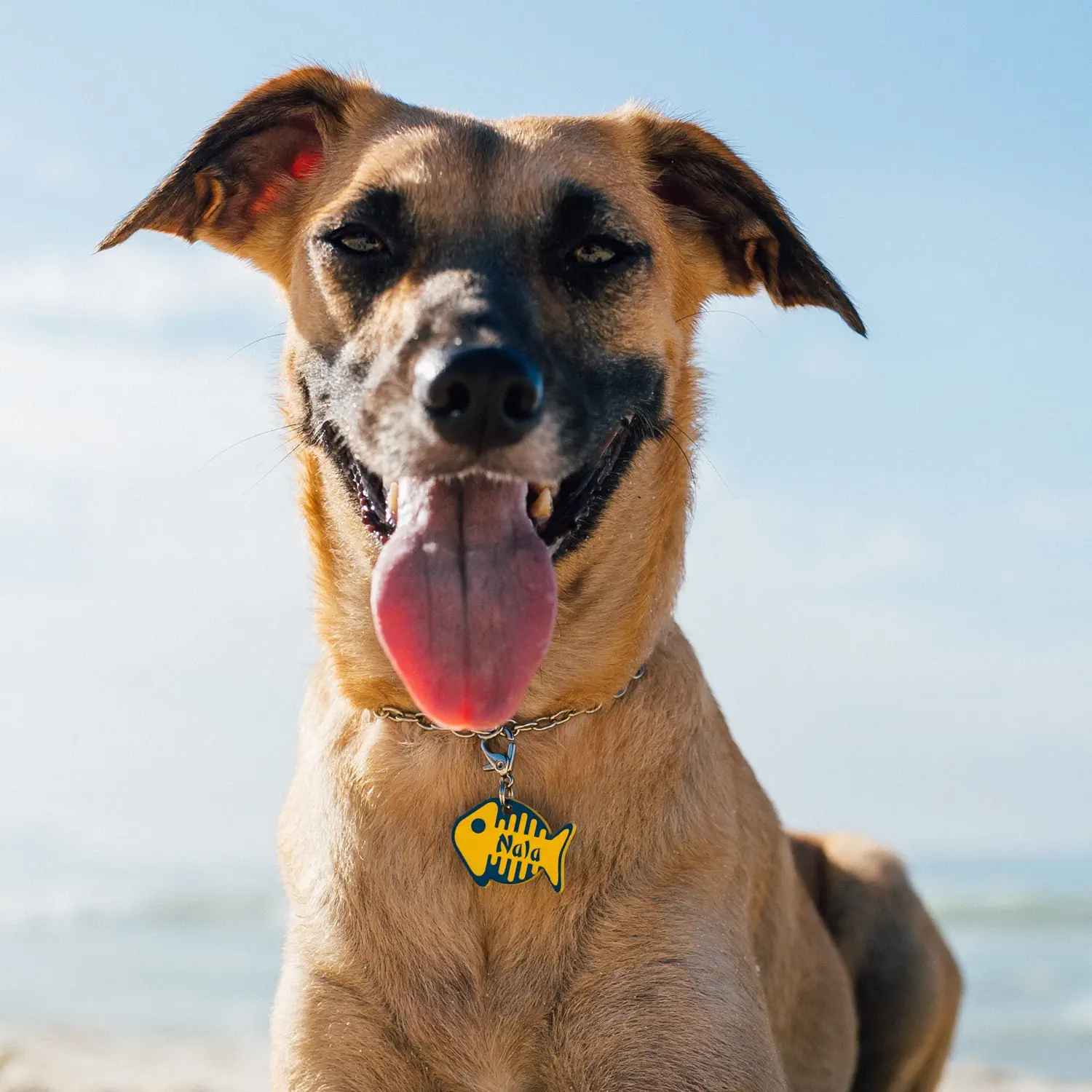 tag_identificacao_dog_vibe-peixinho_p3.webp Tag de Identificação Peixinho - Imagem 3