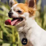 Tag de Identificação Prince - Imagem 3