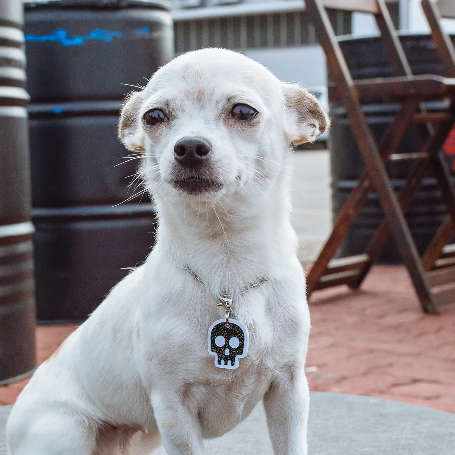 Tag de Identificação com QR Code Skull - Petscan - Imagem 3