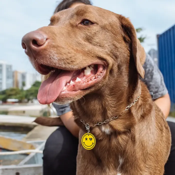 Tag de Identificação Smile - Imagem 3