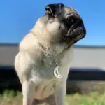Tag de Identificação Lua - Imagem 3