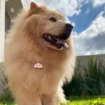Tag de Identificação Nuvem - Imagem 3