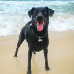Tag de Identificação Onda - Imagem 3