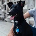 Tag de Identificação Onofre - Imagem 3