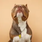 Tag de Identificação Raio - Imagem 3