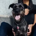 Tag de Identificação Sarita - Imagem 3