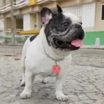 Tag de Identificação Om - Imagem 3