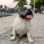 Tag de Identificação Filtro dos Sonhos - Imagem 3