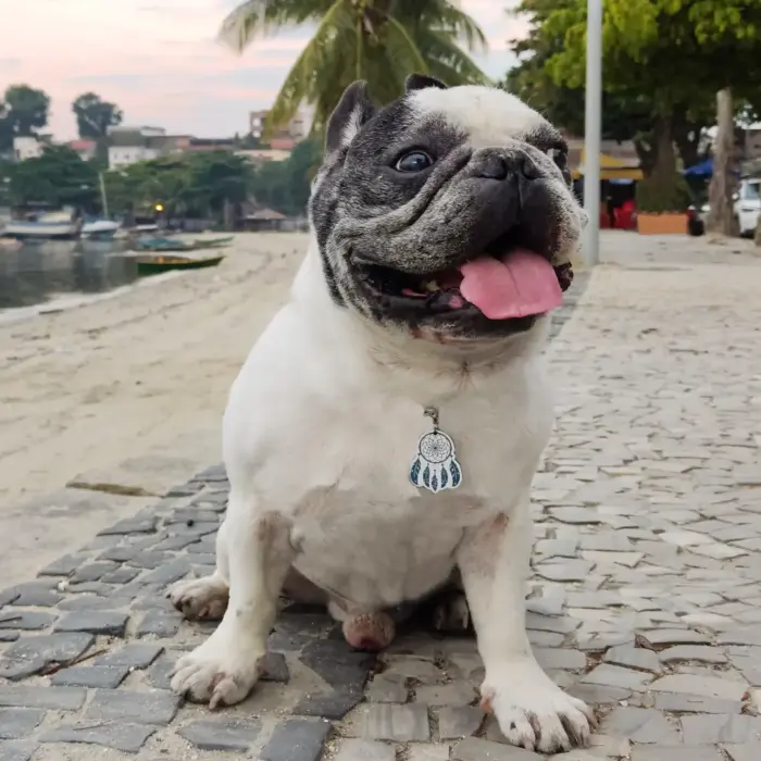 Tag de Identificação Filtro dos Sonhos - Imagem 3
